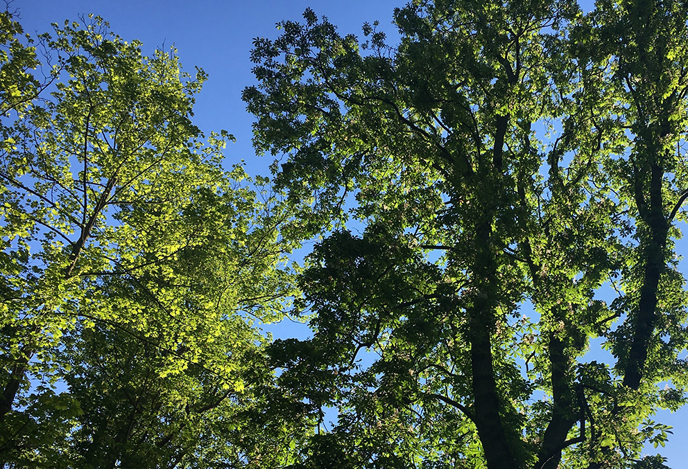 Arbres sur ciel bleu