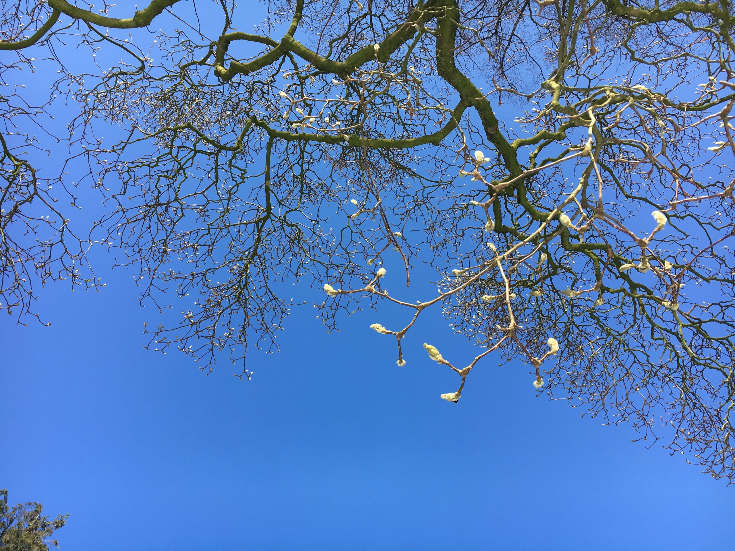 Ciel bleu avec branches et bourgeons