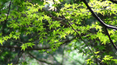 Zoom sur un feuillage vert clair
